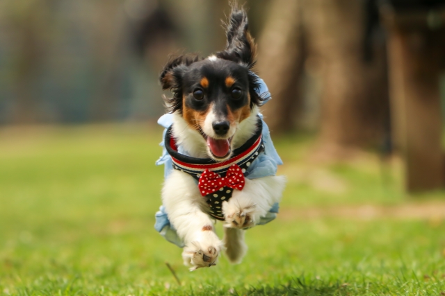 保存版 大阪のドッグランをまとめて紹介 人気のおすすめランで愛犬と遊ぼう 関西 わんこー関西で犬と一緒にお出かけできる場所を紹介