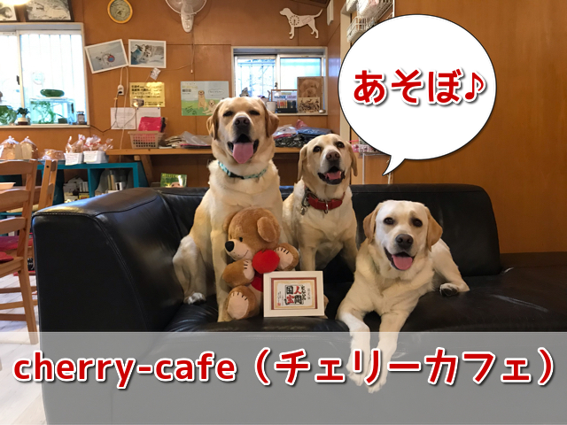 チェリーカフェ 大阪のアットホームなドッグカフェ 看板犬はラブラドールちゃん 関西 わんこー関西で犬と一緒にお出かけできる場所を紹介