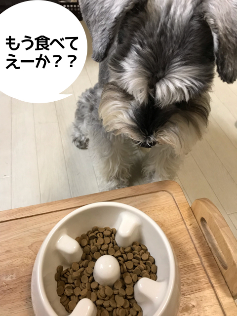 リブドッグ Livedog をレビュー 良いドッグフードという口コミと評判は本当なのか 調査してみた 関西 わんこー関西で犬と一緒にお出かけできる場所を紹介