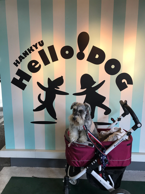 阪急ハロードッグ西宮阪急店の看板前で愛犬の写真