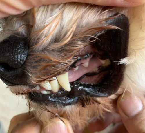 愛犬の歯茎