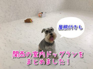 関西で犬とお出かけできる場所やペットのイベント情報などを紹介 関西わんこ 関西 わんこー関西で犬と一緒にお出かけできる場所を紹介