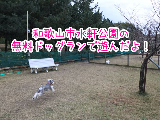 和歌山市 水軒 すいけん 公園の無料ドッグランに行ってみた 駐車場無料 エリアは2つあり 関西 わんこー関西で犬と一緒にお出かけできる場所を紹介