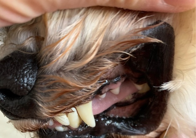 ドクターデンタルワンを2か月使用した愛犬の歯