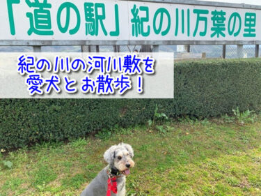 イオンペット和歌山店 室内ドッグランで愛犬と一緒に遊ぼう ラン利用料は無料 関西 わんこー関西で犬と一緒にお出かけできる場所を紹介