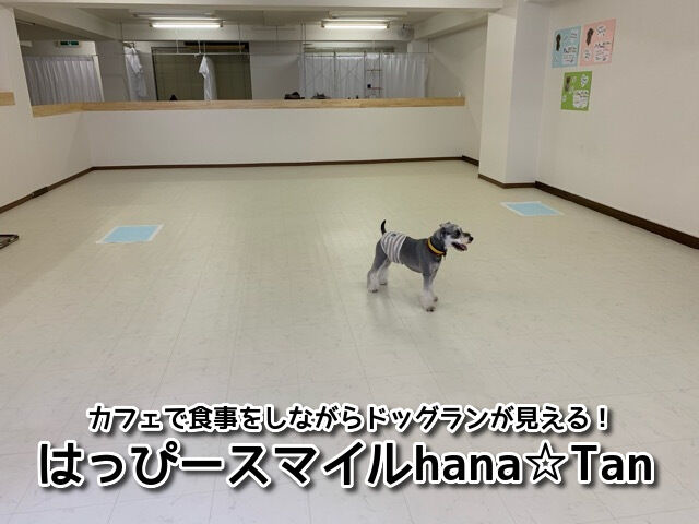 はっぴースマイルhana Tan 大阪市城東区 カフェから室内ドッグラン の様子が見れる 幼稚園 トリミングなどもあるワンちゃんの複合施設 関西 わんこー関西で犬と一緒にお出かけできる場所を紹介