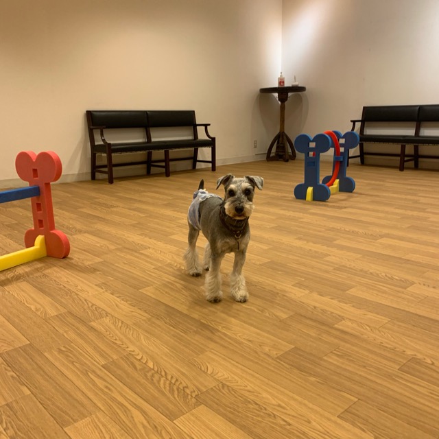 愛犬ヴィレッジ大阪天王寺店の室内ドッグランで遊ぶ愛犬