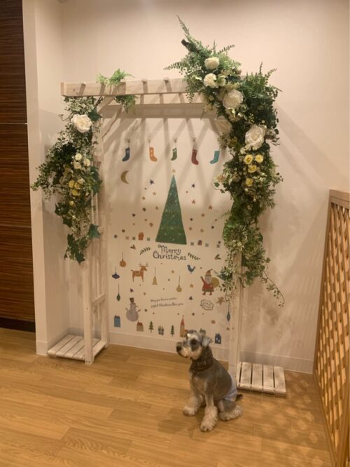 愛犬ヴィレッジ大阪天王寺店にあるワンちゃんの撮影スポット