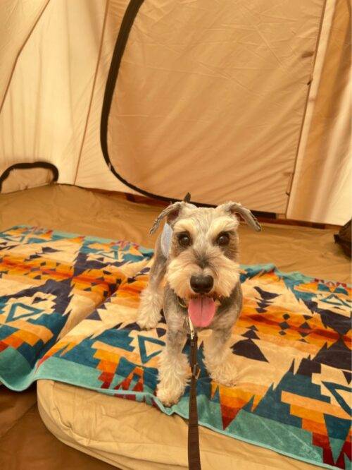 DODCAMPPARKKYOTOで愛犬とキャンプ